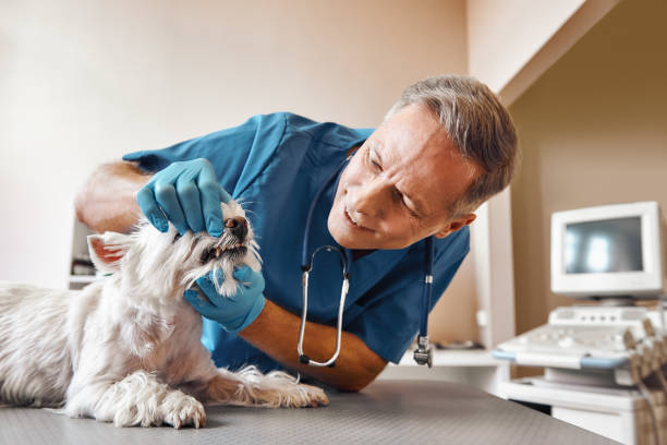 Best Emergency Root Canal Treatment in Towanda, PA